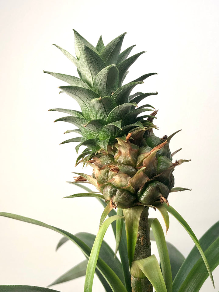 Ananas Mi Amigo - Pineapple plant