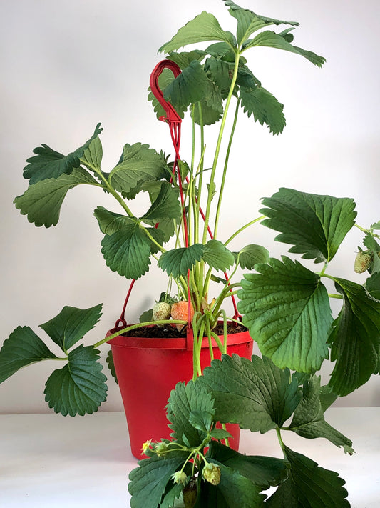 Fragaria Elsanta - Strawberry