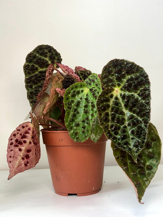 Begonia Rex Ferox