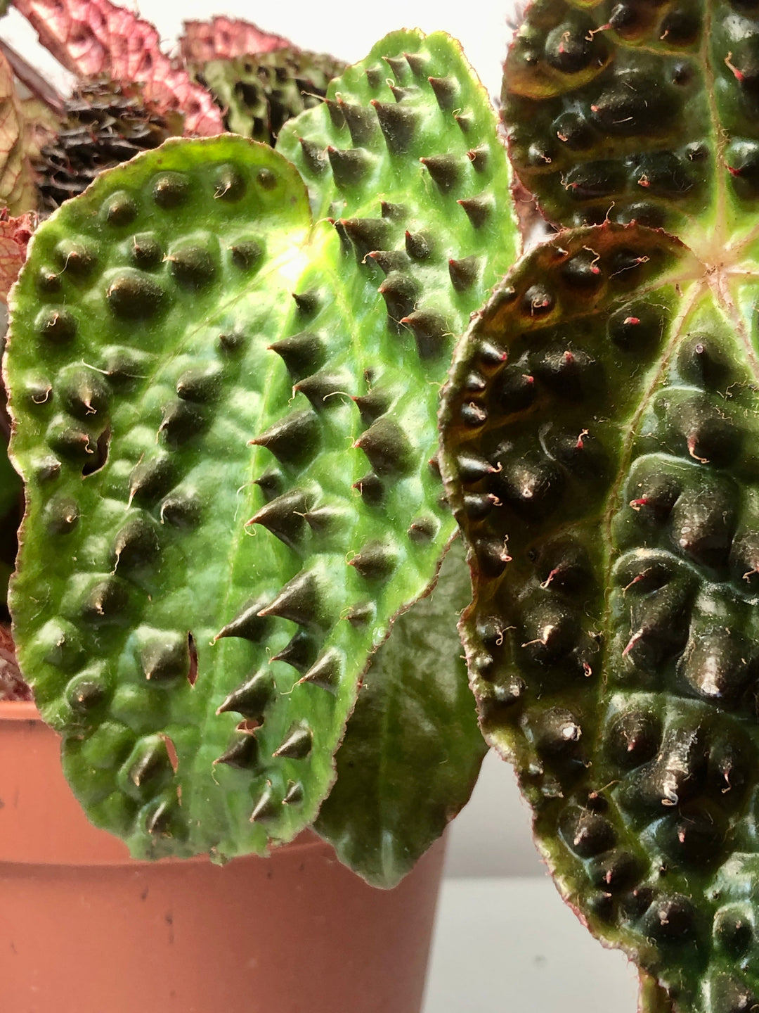 Begonia Rex Ferox
