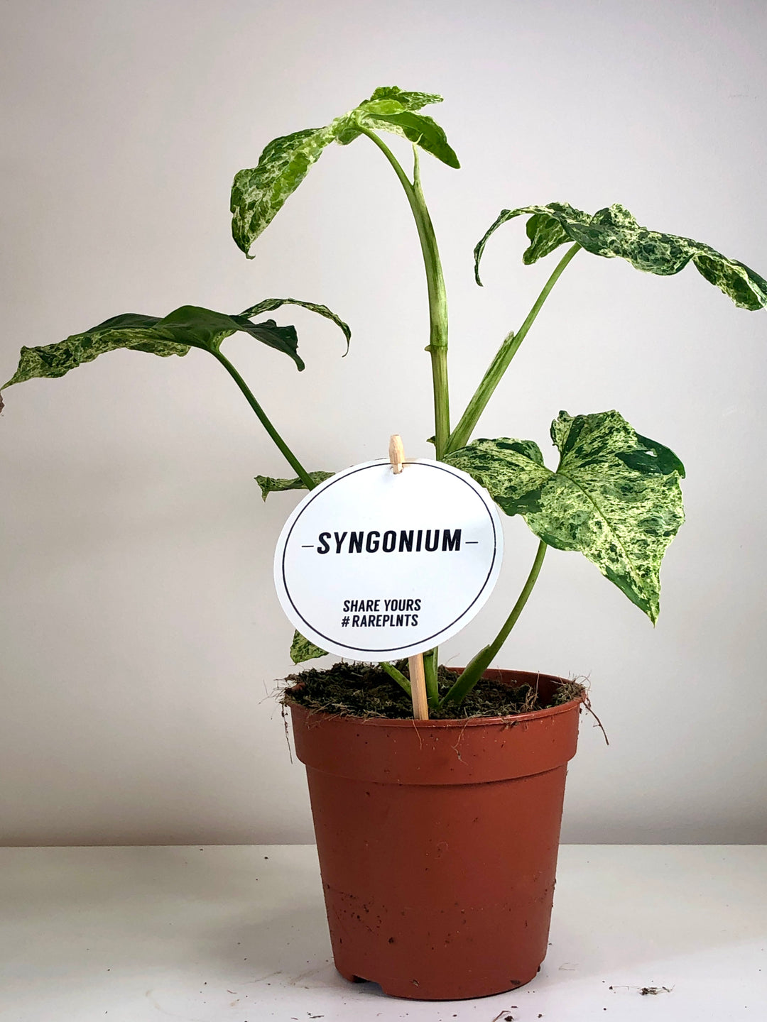 Syngonium Mojito - Syngonium Mottled