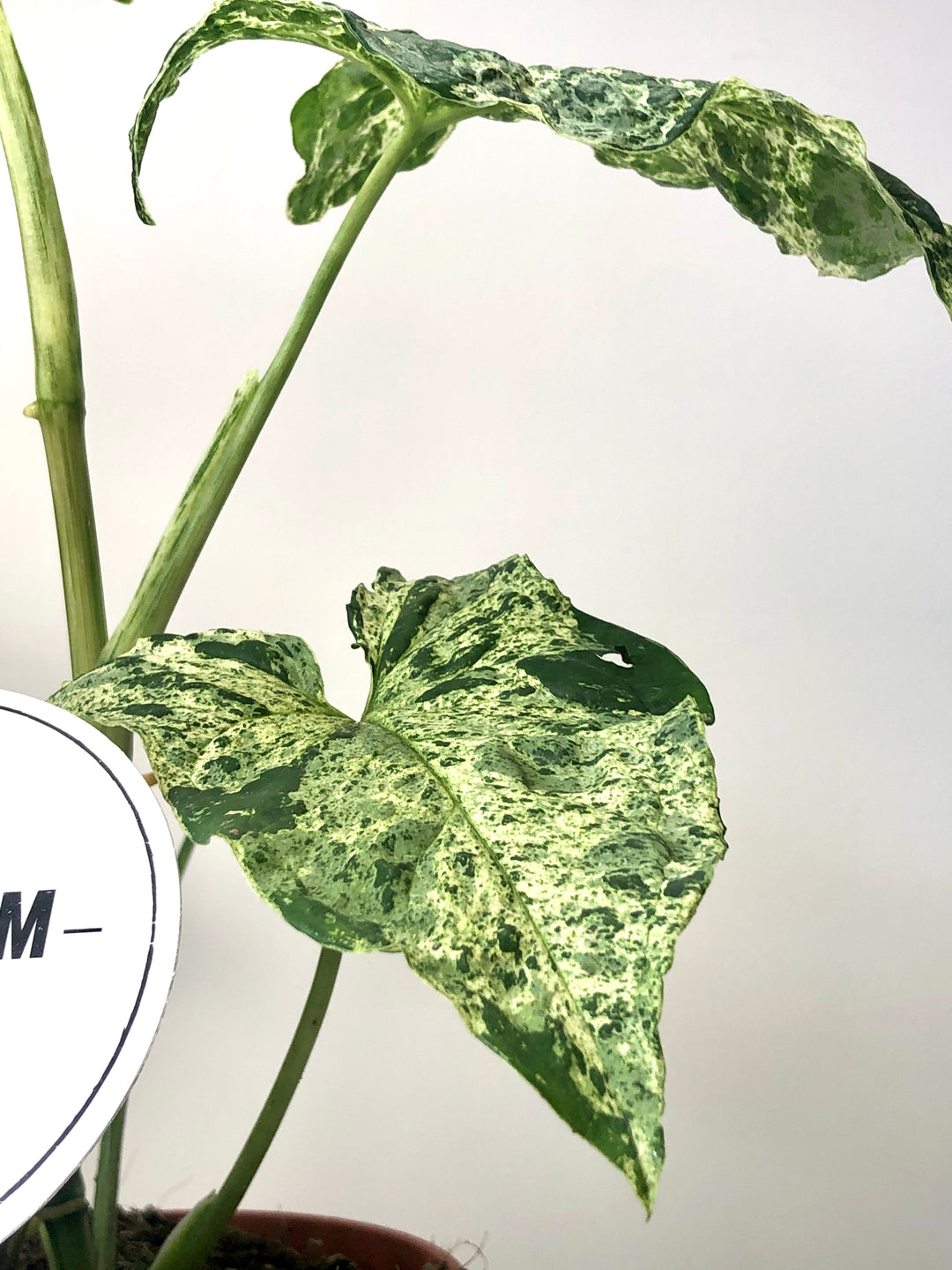 Syngonium Mojito - Syngonium Mottled