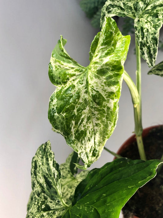 Syngonium Mojito - Syngonium Mottled