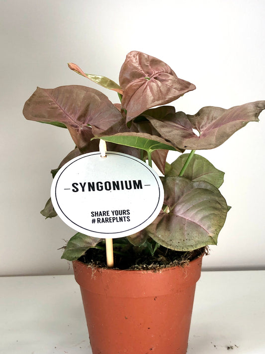 Syngonium podophyllum 'Neon Robusta'