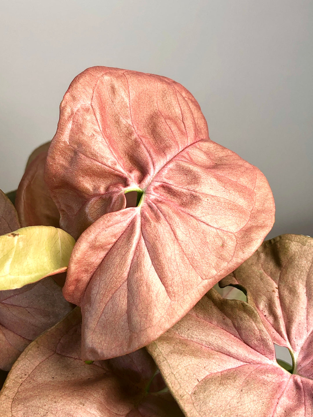 Syngonium podophyllum 'Neon Robusta'