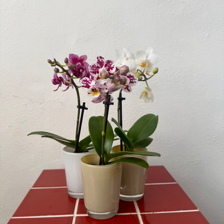 Phalaenopsis - orchid mini mix