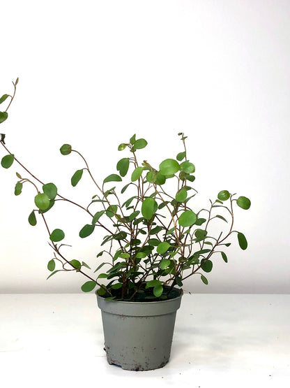 Muehlenbeckia Complexa - maidenhair vine