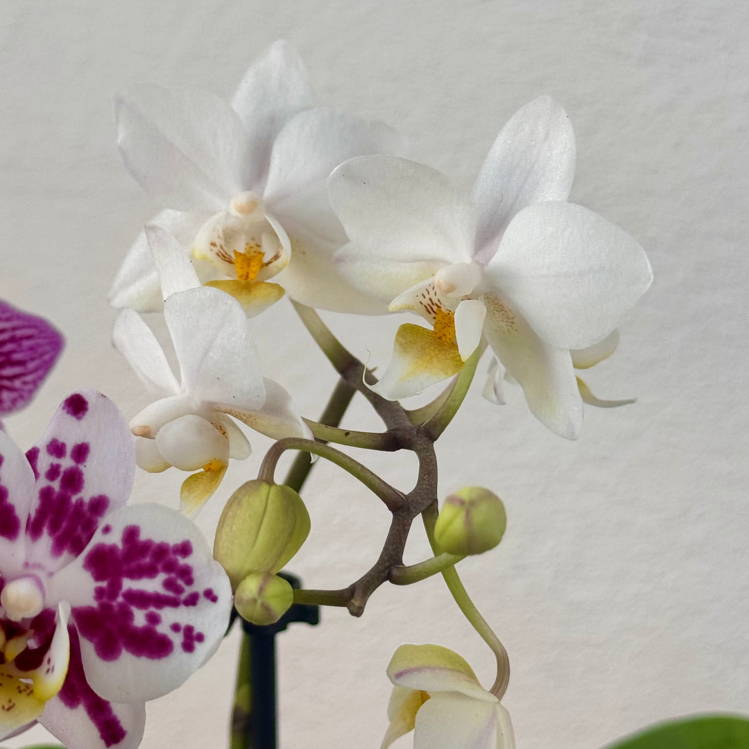 Phalaenopsis - orchid mini mix