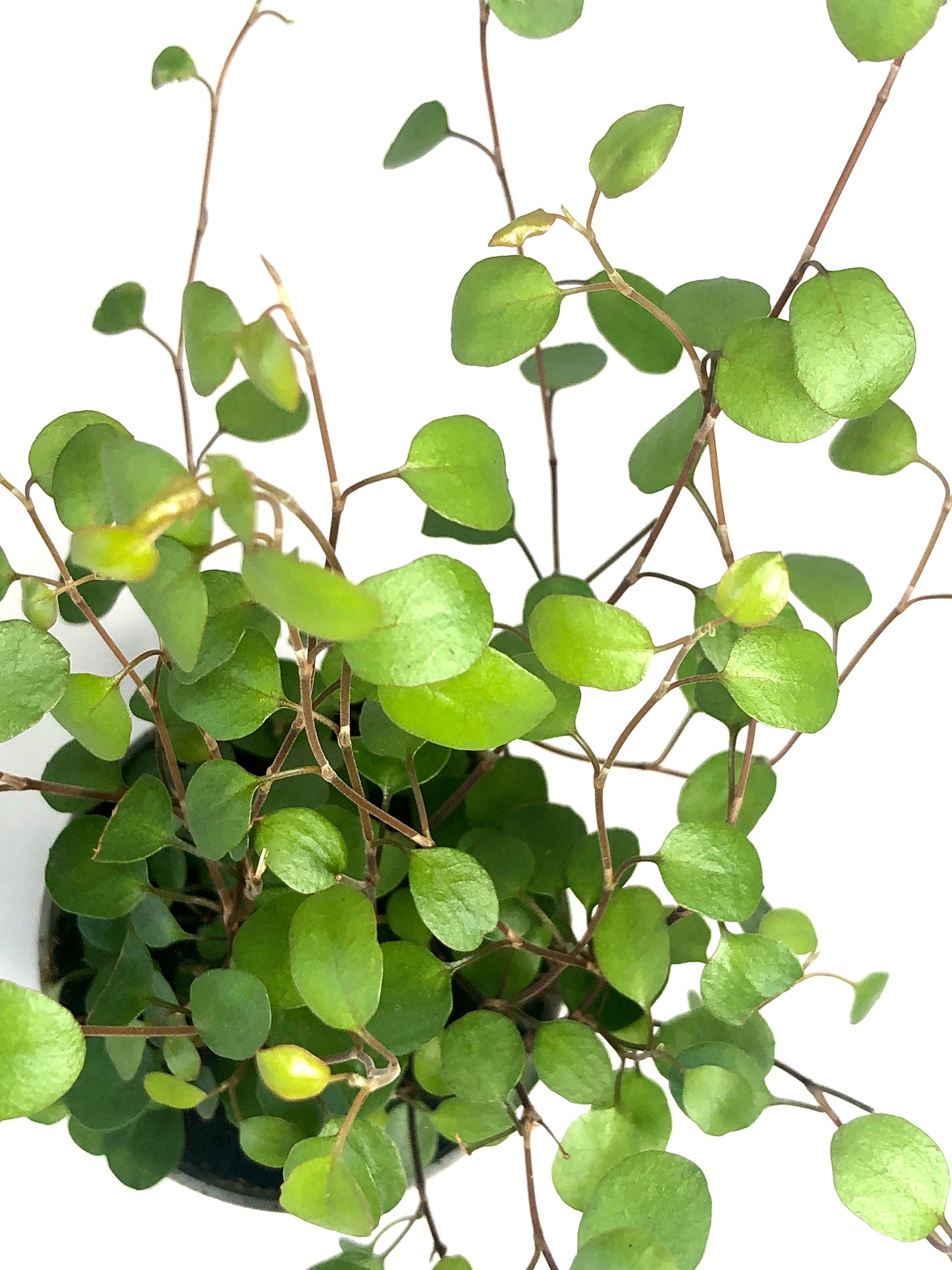 Muehlenbeckia Complexa - maidenhair vine