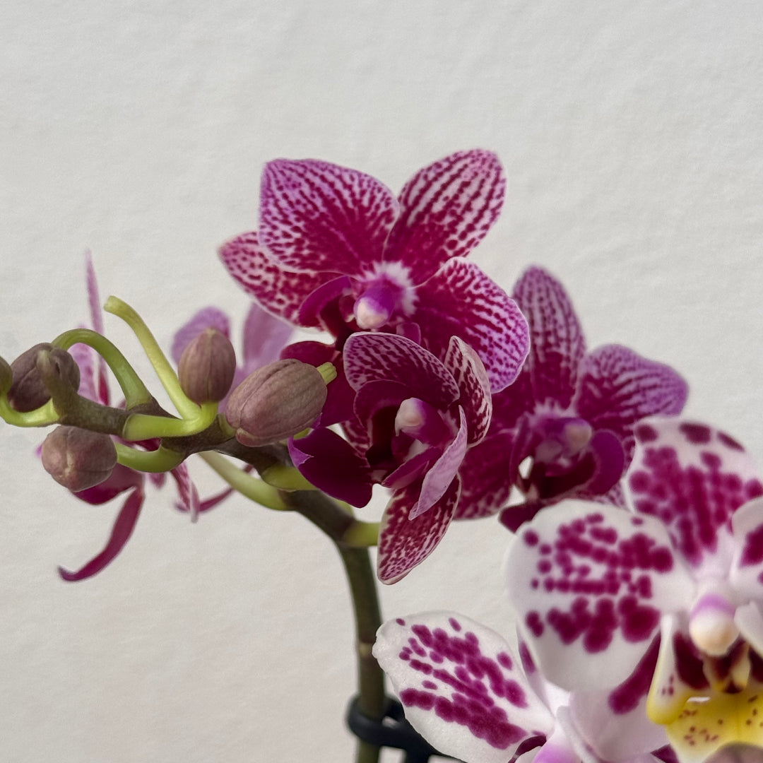Phalaenopsis - orchid mini mix
