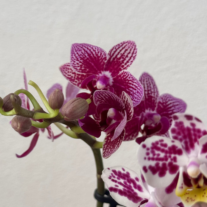 Phalaenopsis - orchid mini mix