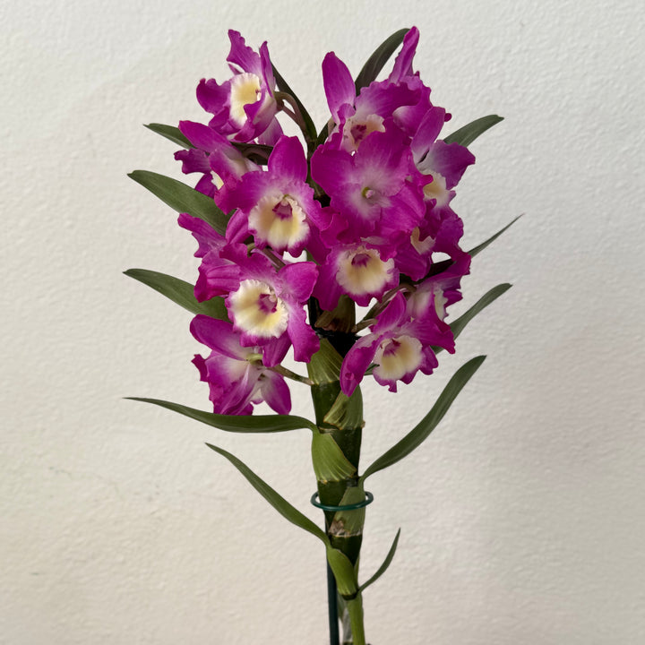 Dendrobium nobile — Bamboo Orchid