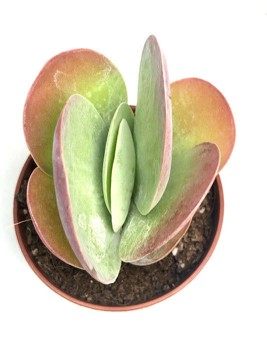 Kalanchoe Tyrsiflora - Paddle Plant