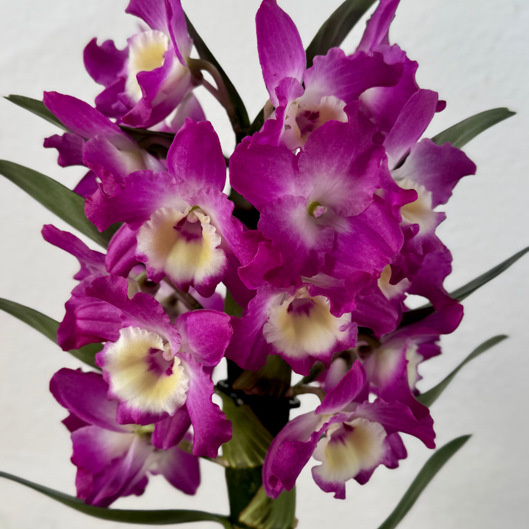 Dendrobium nobile — Bamboo Orchid