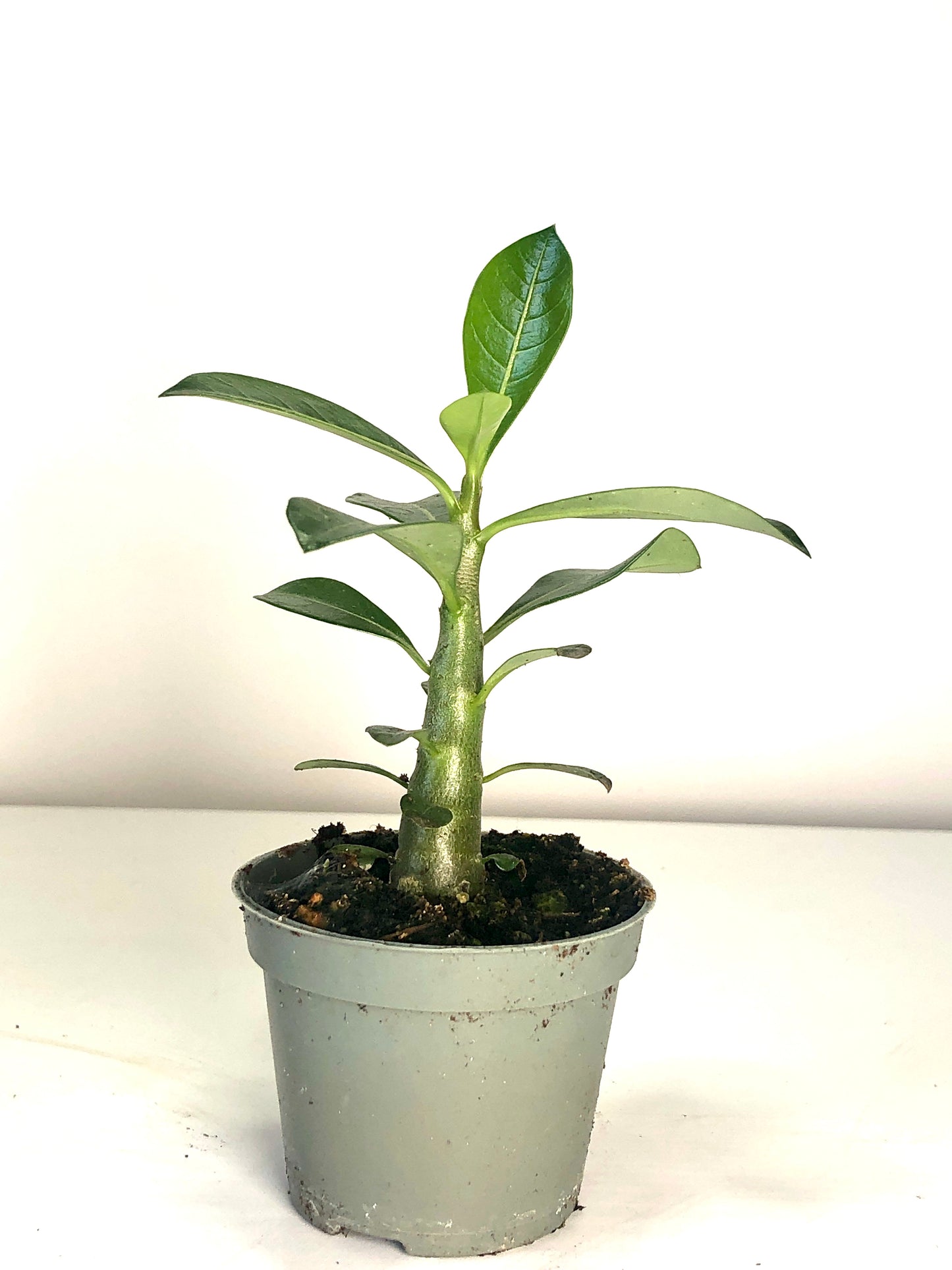 Adenium Obesum - Desert Rose