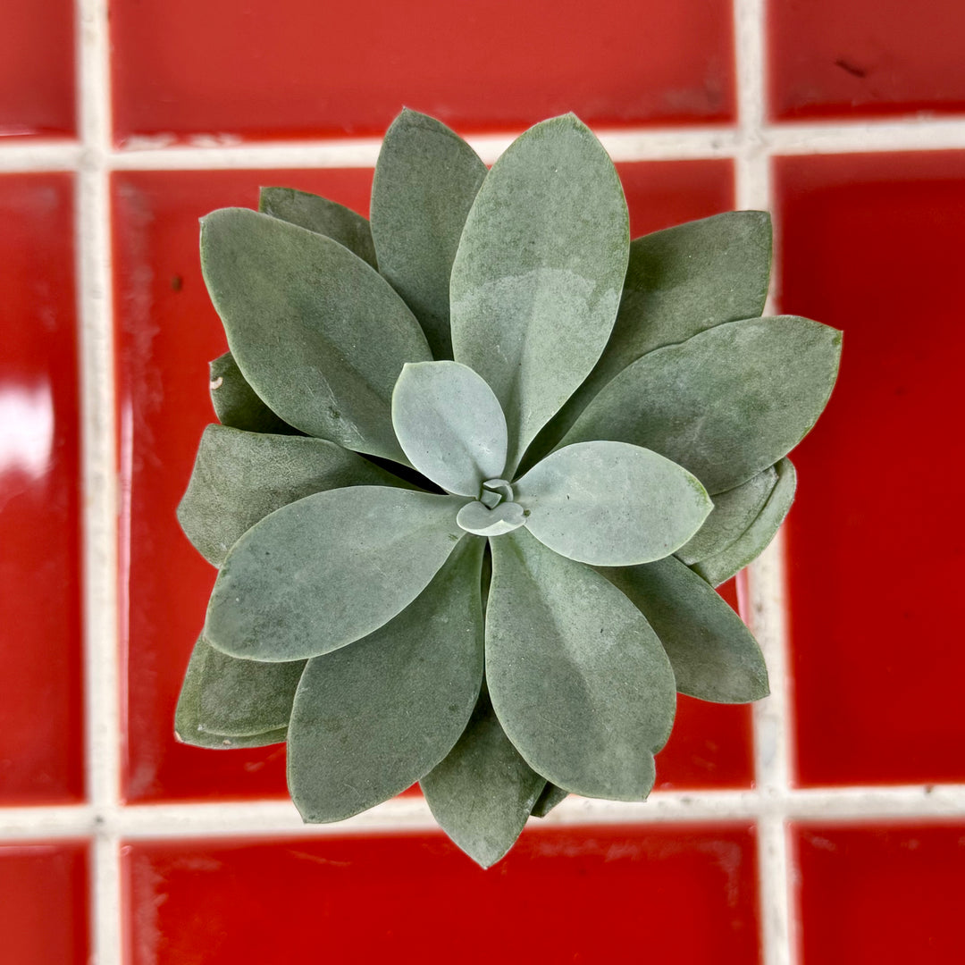 Senecio cephalophorus 'Mountain Fire' - Kleinia cephalophora