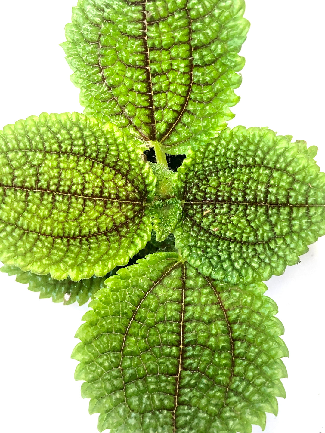 Pilea Moon Valley - pilea mollis