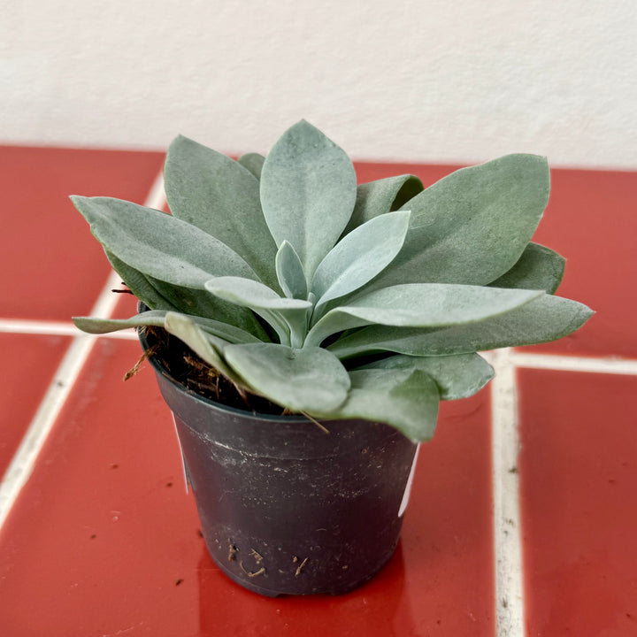 Senecio cephalophorus 'Mountain Fire' - Kleinia cephalophora
