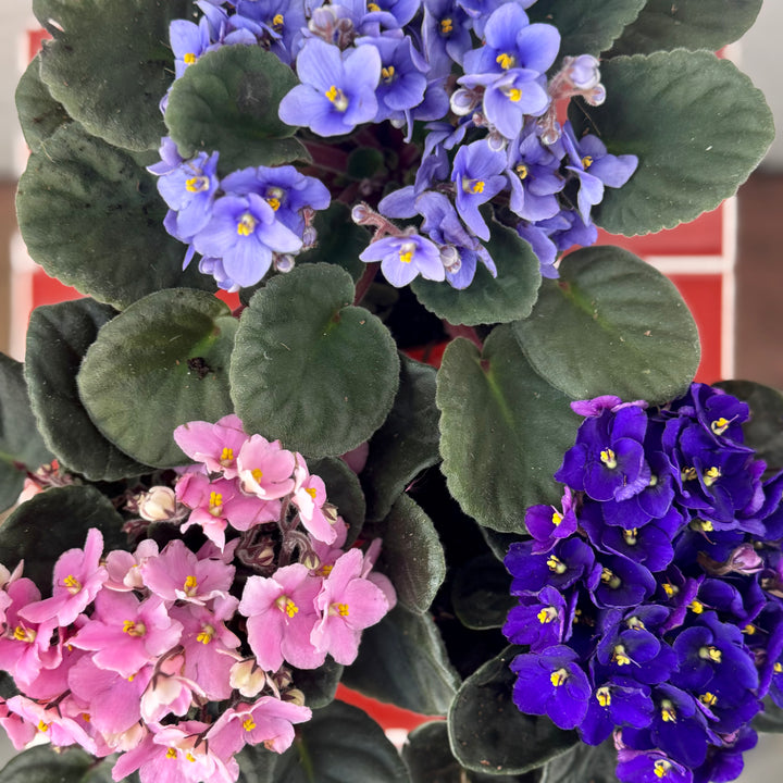 Saintpaulia Lucky Dip– African Violet