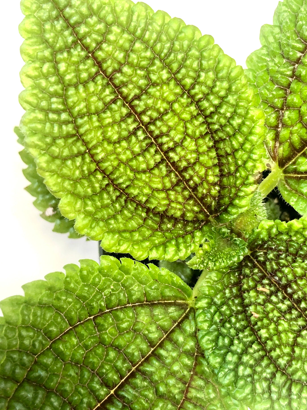 Pilea Moon Valley - pilea mollis