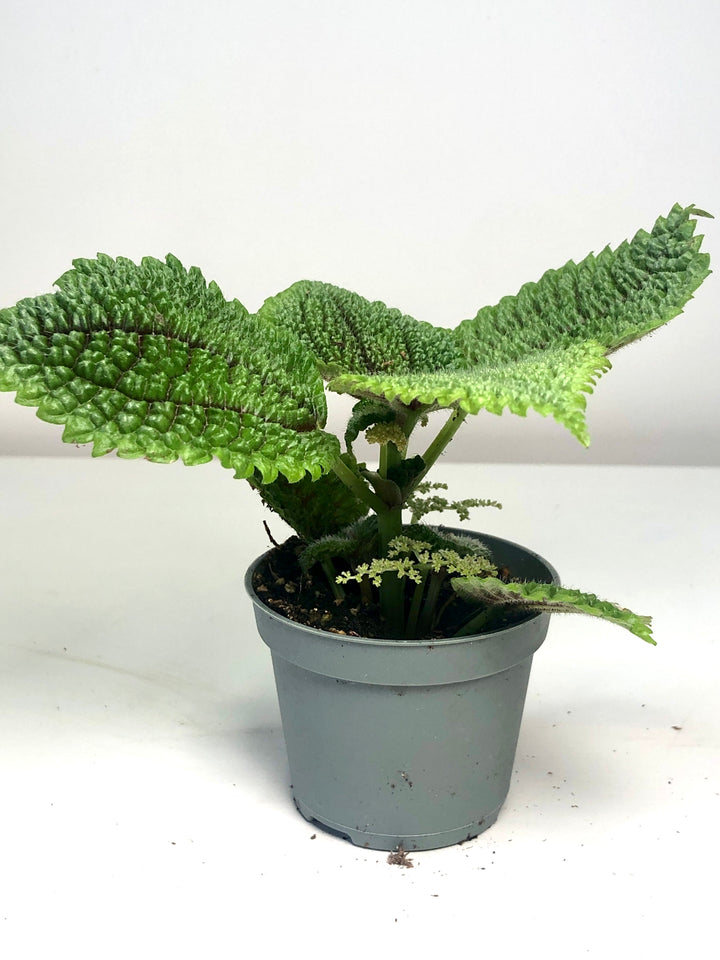 Pilea Moon Valley - pilea mollis