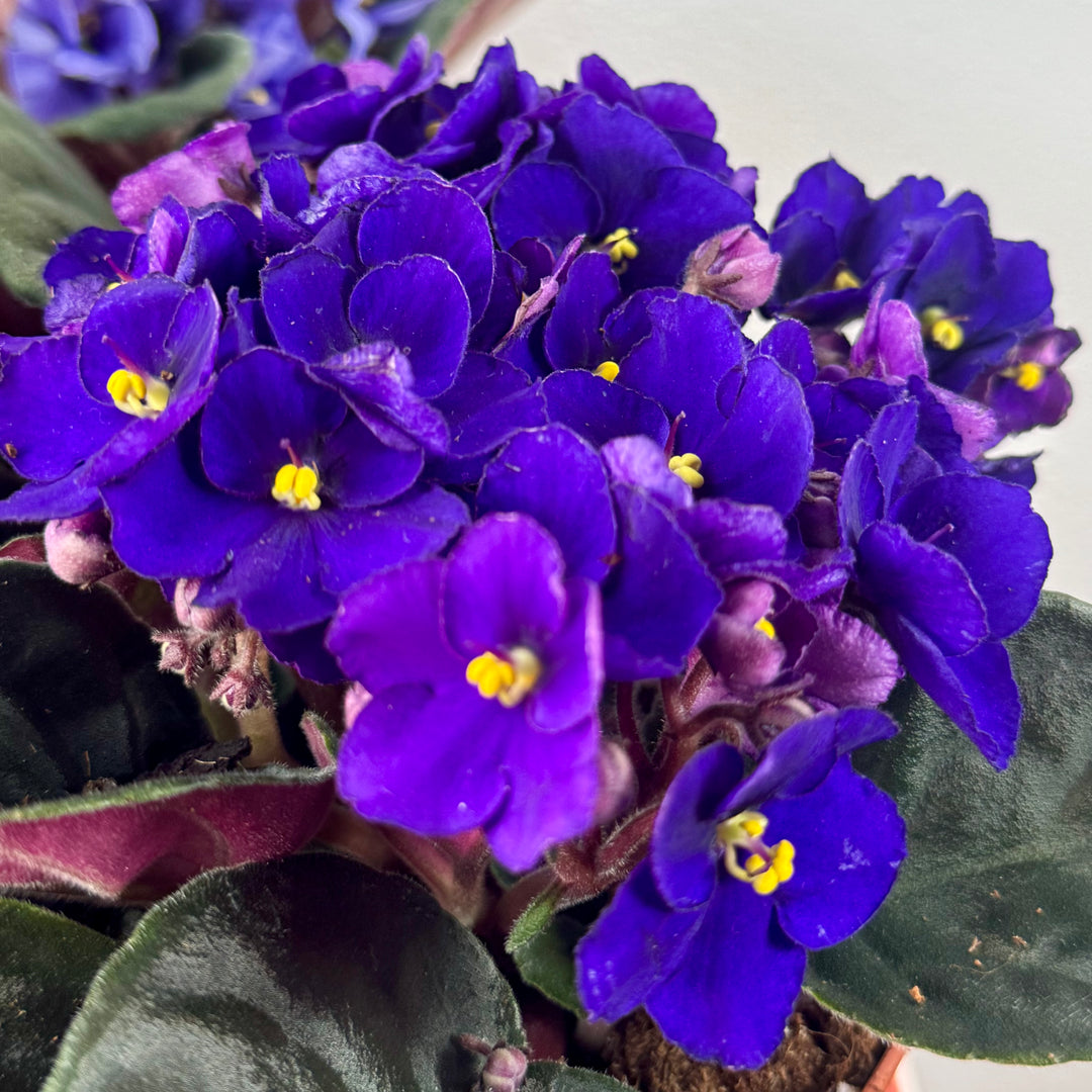 Saintpaulia Lucky Dip– African Violet