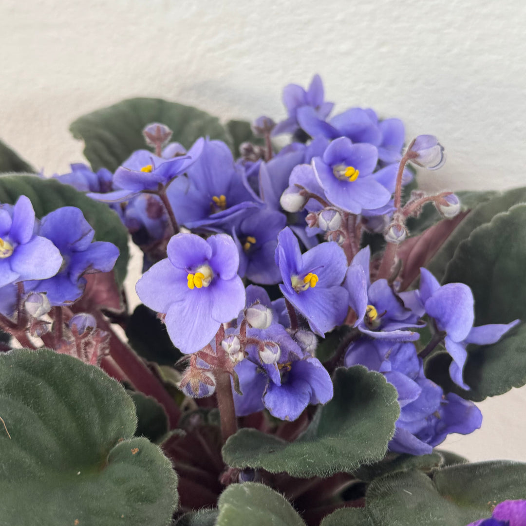 Saintpaulia Lucky Dip– African Violet