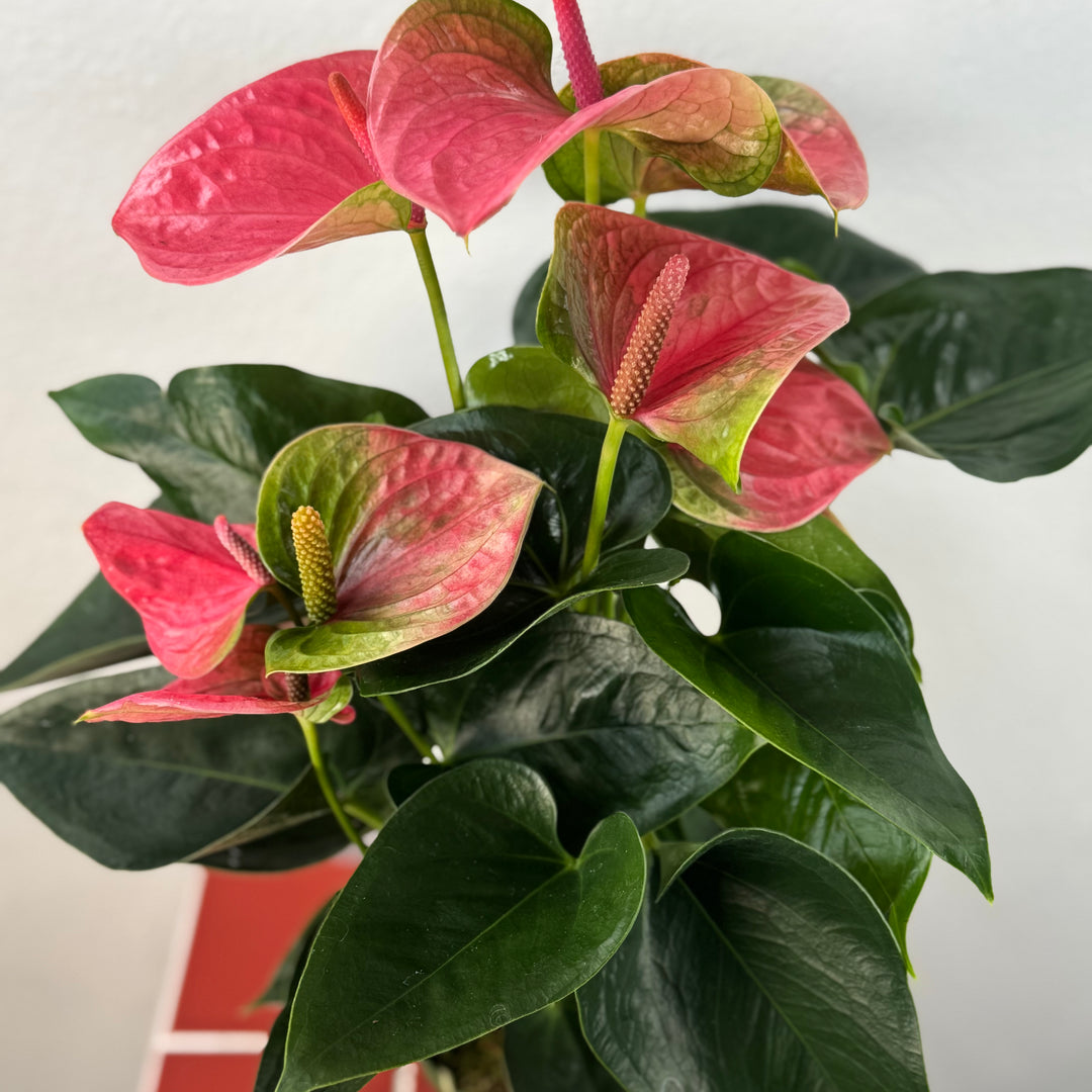 Anthurium Andreanum Pink