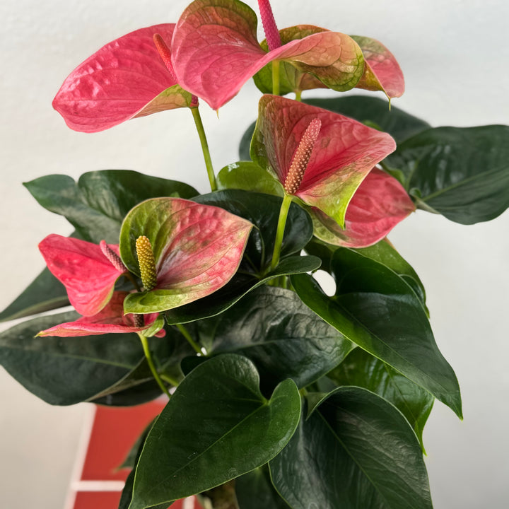 Anthurium Andreanum Pink