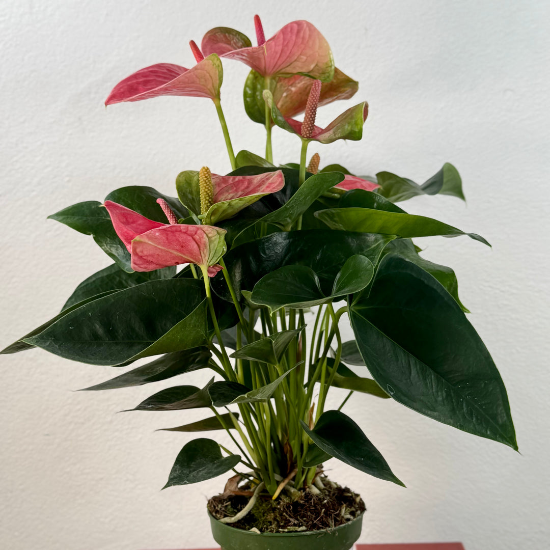 Anthurium Andreanum Pink