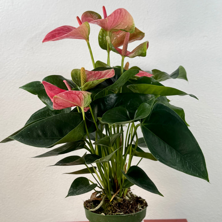 Anthurium Andreanum Pink