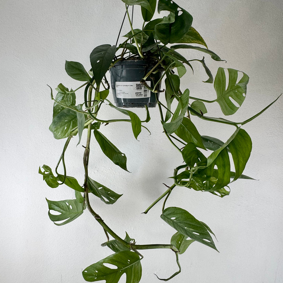 Epipremnum pinnatum Cebu Blue