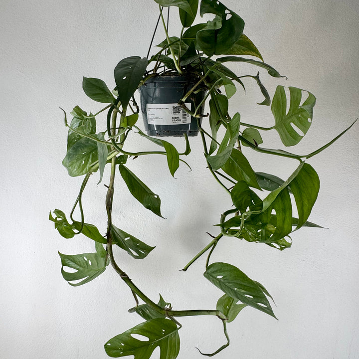 Epipremnum pinnatum Cebu Blue
