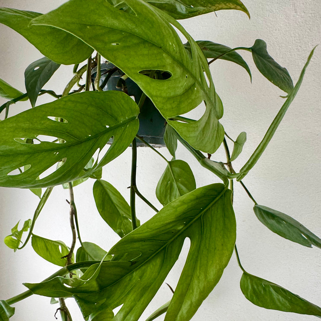 Epipremnum pinnatum Cebu Blue