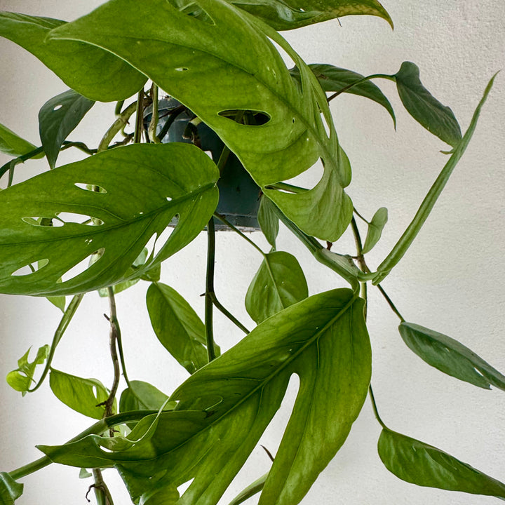 Epipremnum pinnatum Cebu Blue