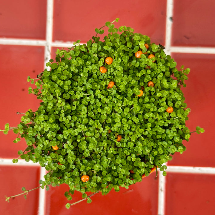Nertera granadensis 'Astrid' - Coral Bead Plant