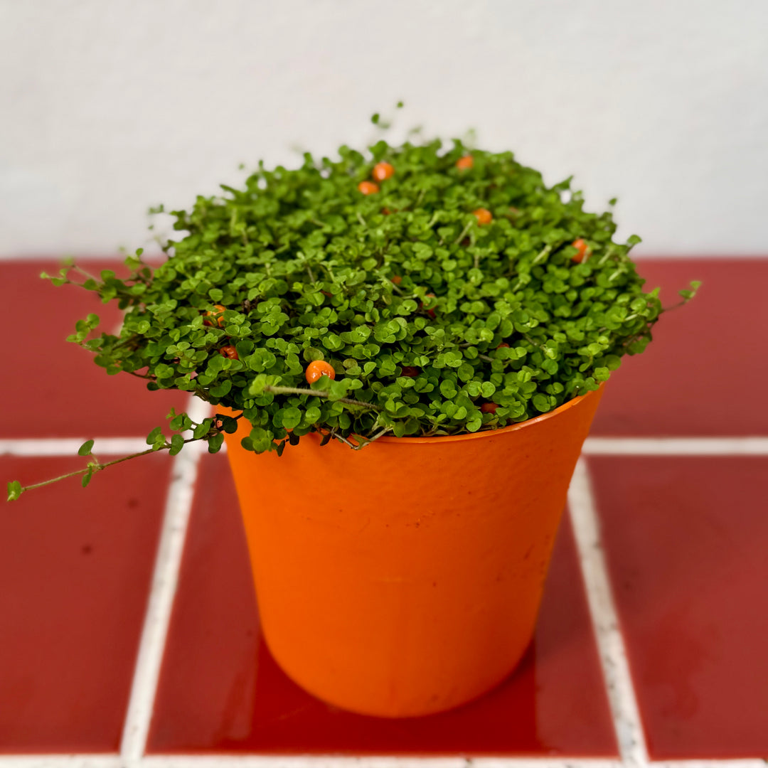 Nertera granadensis 'Astrid' - Coral Bead Plant