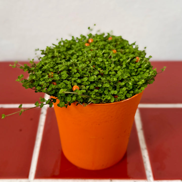 Nertera granadensis 'Astrid' - Coral Bead Plant