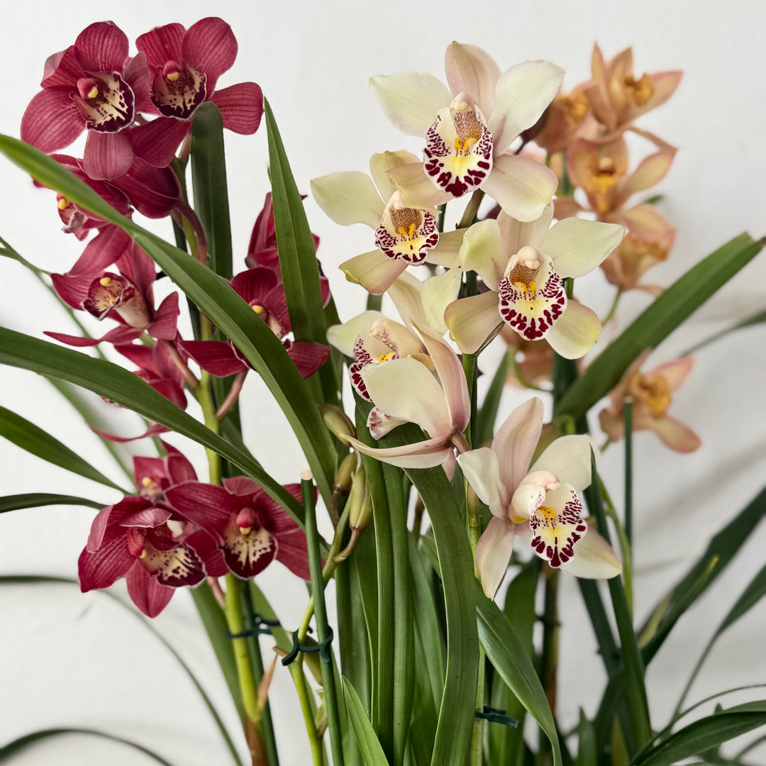 Cymbidium - boat orchid