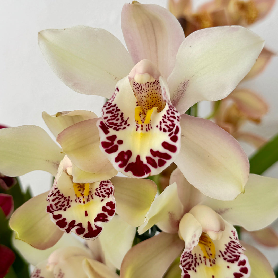 Cymbidium - boat orchid