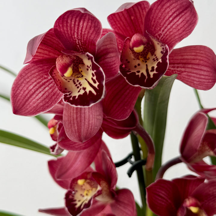 Cymbidium - boat orchid