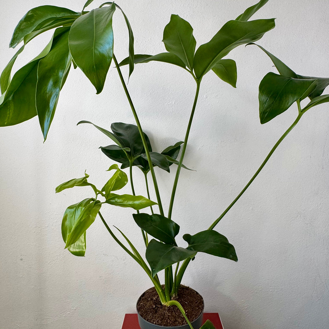 Philodendron Fun bun