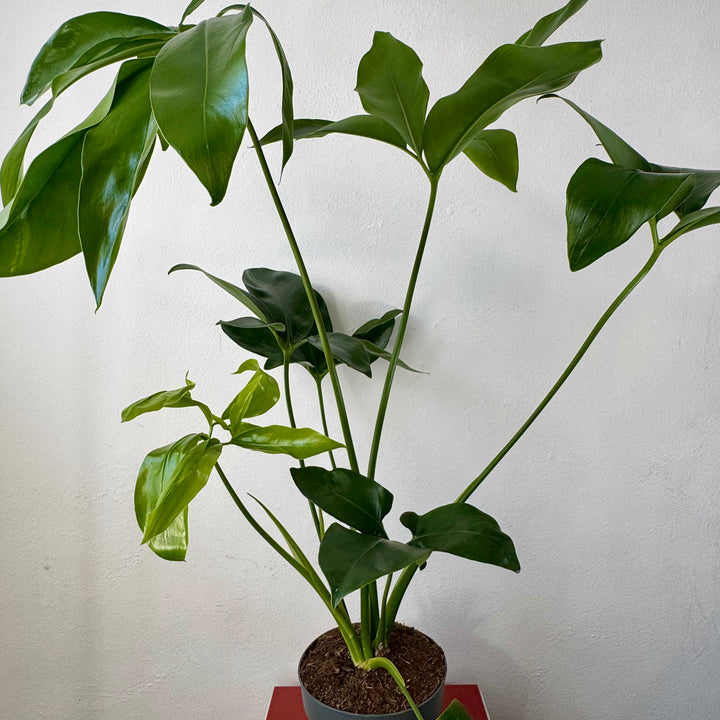 Philodendron Fun bun