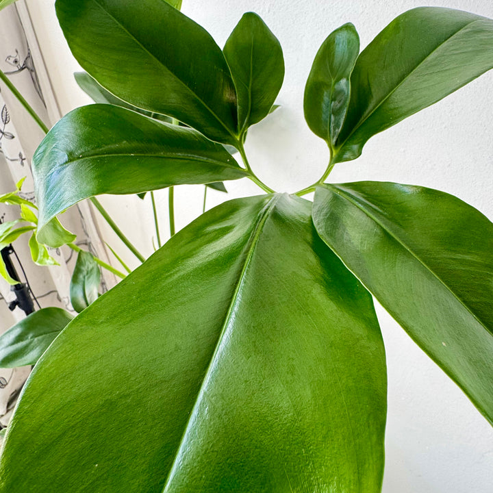 Philodendron Fun bun