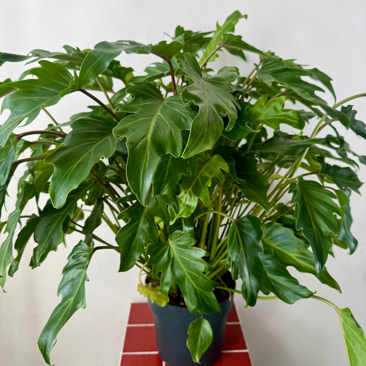 Philodendron Xanadu