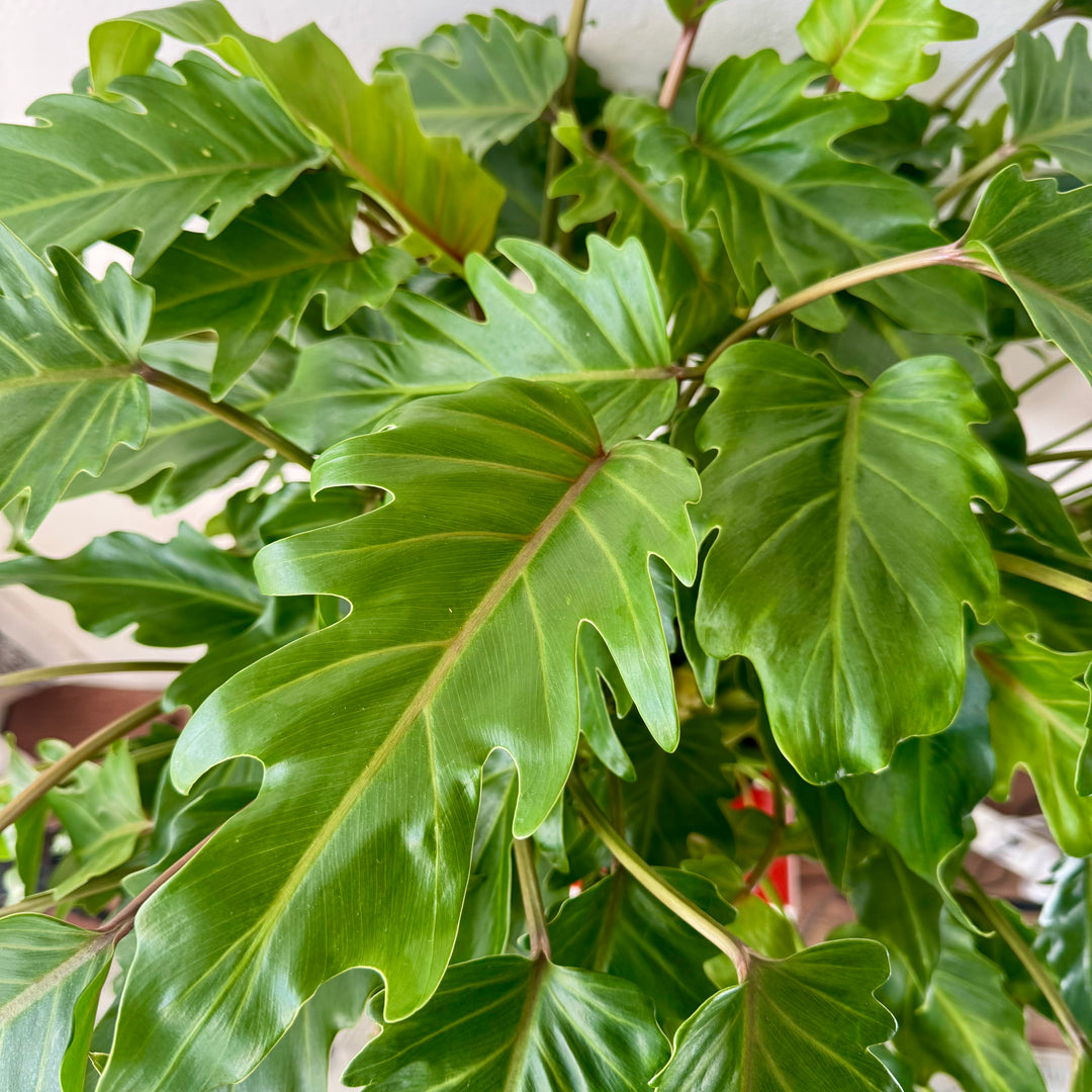 Philodendron Xanadu