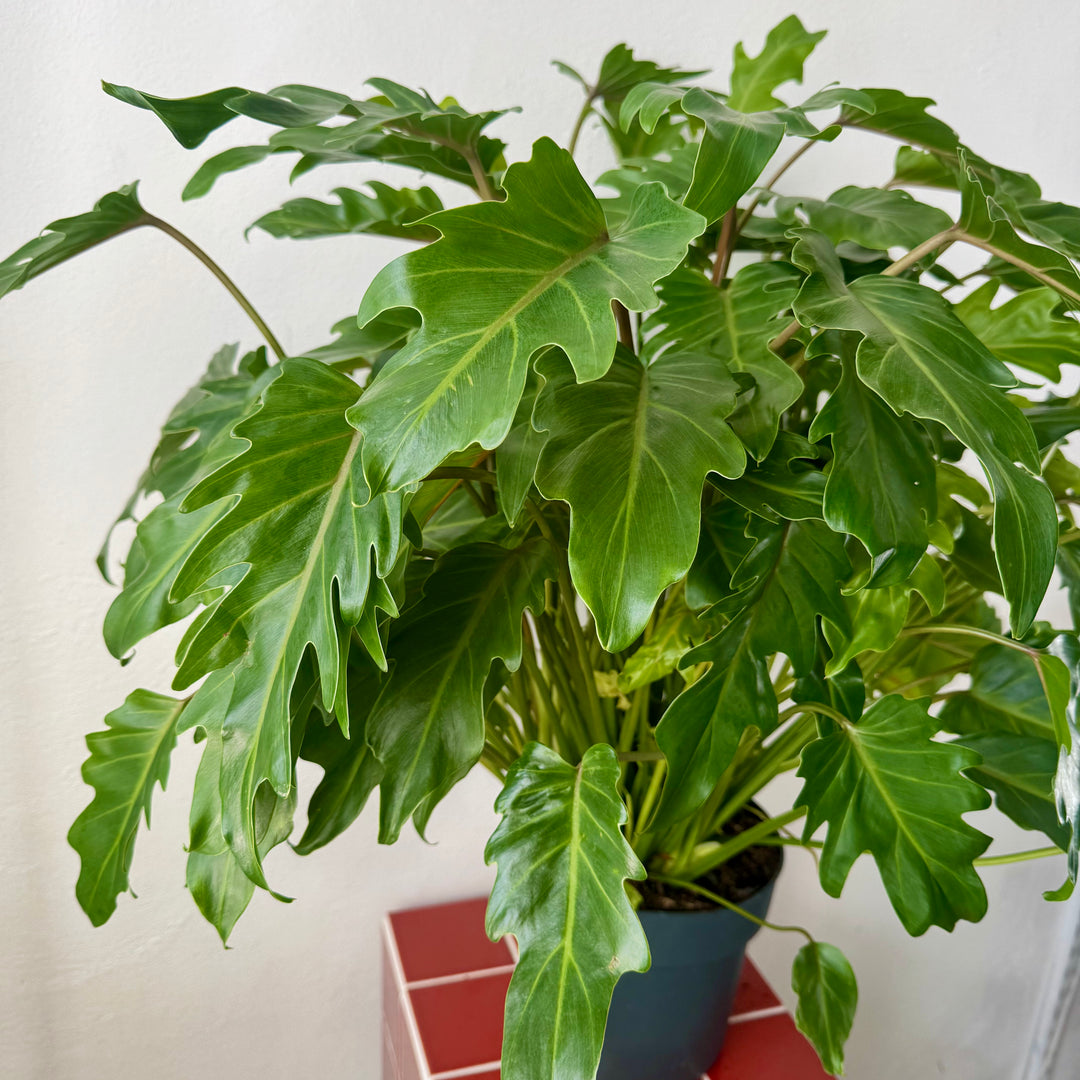 Philodendron Xanadu