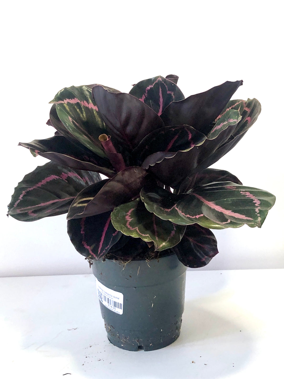 Calathea Roseopicta 'dottie'