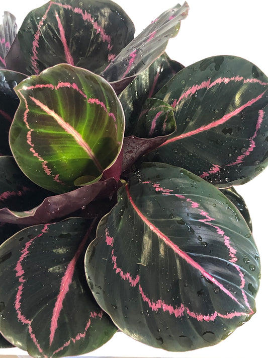 Calathea Roseopicta 'dottie'