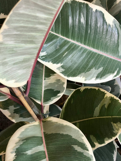 Ficus Tineke